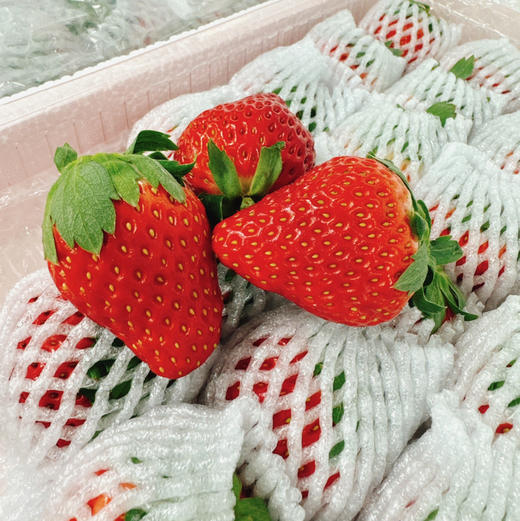丹东东港99红颜草莓只采头茬果现摘现发限量供应顺丰空运运费包邮 商品图2