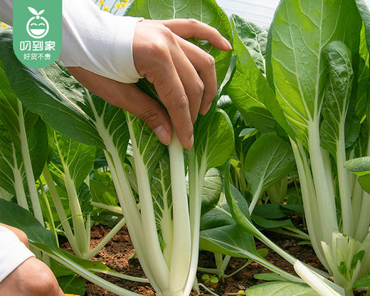 【叼鲜蔬】有艺田新鲜小白菜/1份（约350g） 商品图4