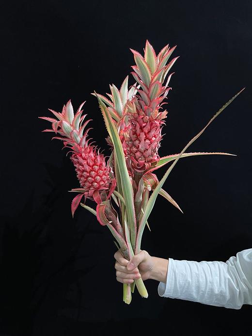 甄选台湾凤梨菠萝旺来花 商品图1