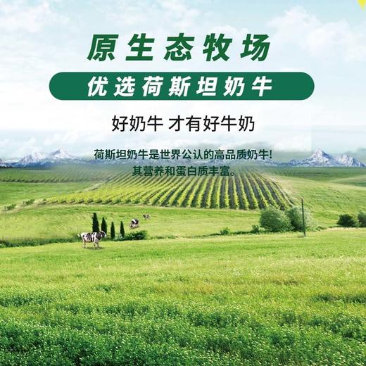 ² 【无忧牛新疆纯牛奶3.6g/3.8g】两款可选 每提200ml*10盒 黄金奶源带 奶味浓郁 HM02-CRMM-LY 商品图9