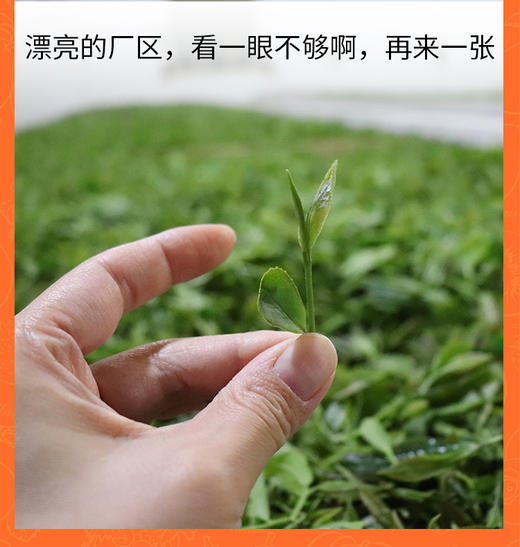 野桂花祁红 75克 野桂花香高 红茶味浓 简装/随手礼 商品图7