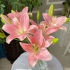 小粉仙多头亚百合5支 商品缩略图1