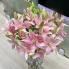 小粉仙多头亚百合5支 商品缩略图3
