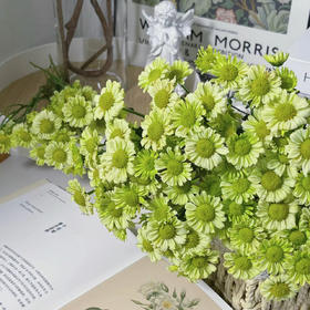 小雏菊丨抹茶小菊丨5支