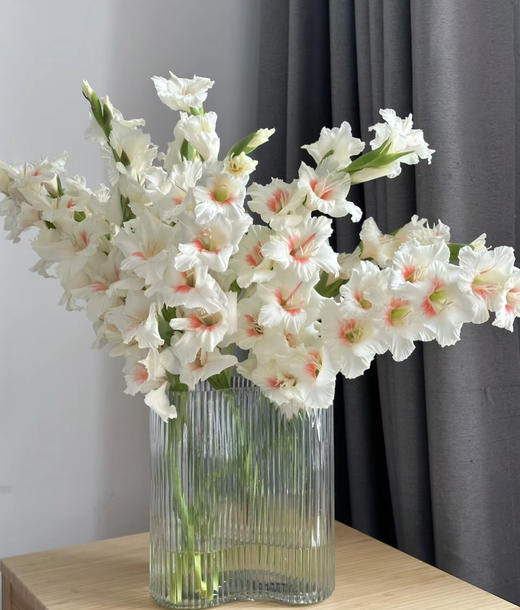 【剑兰.买2份减20元】10支/份 剪短至65-70cm左右发货 商品图8