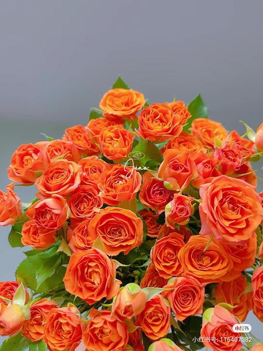 多头玫瑰橙芭比 商品图1