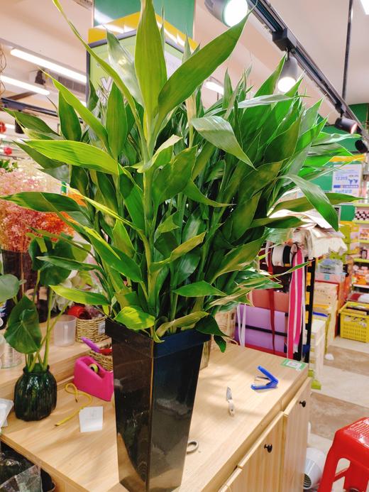一米高富贵竹一捆 商品图1