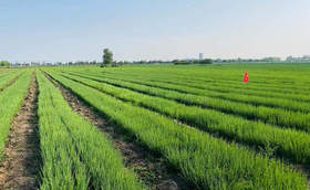 大葱育苗全过程揭秘:从选种到移栽的详细步骤 