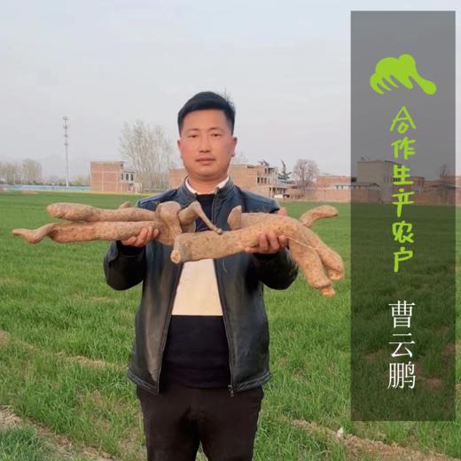 野生山药（河南）  | 合作生产 * Wild-Yam | Coproduction 商品图1