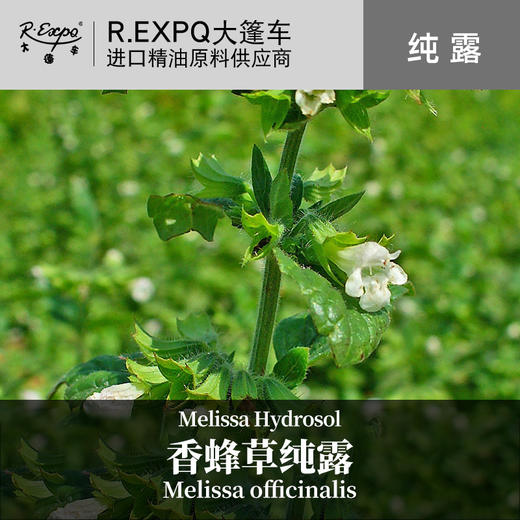 香蜂草纯露 法国原料批发 大篷车花水纯露 美容院按摩花水纯露 商品图0