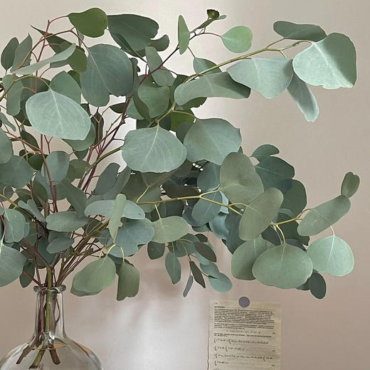 尤加利苹果叶丨配叶 商品图1