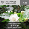 茉莉花液 法国原料批发 美容院线SPA会所按摩花液批发 1kg批发 商品缩略图0
