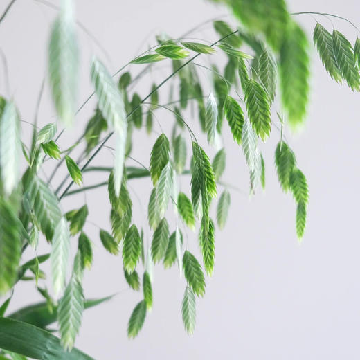 小盼草丨配草 商品图2