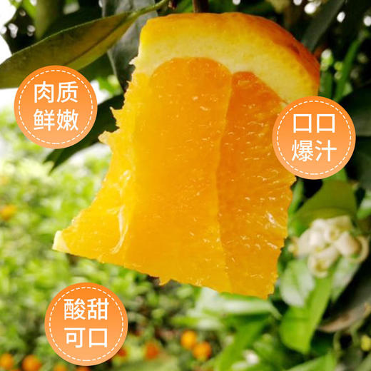江西赣南脐橙新鲜橙子当季水果 商品图1