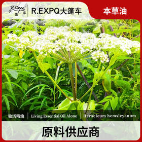独活精油 单方精油原料批发芳疗护理调香 大篷车精油