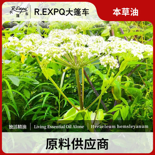 独活精油 单方精油原料批发芳疗护理调香 大篷车精油 商品图0