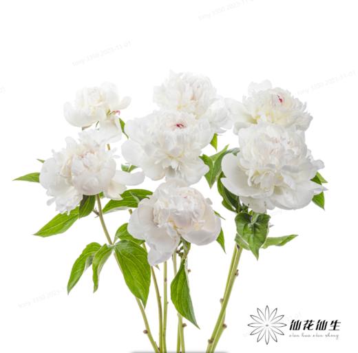 新西兰花材 | 芍药嘉年华 festive maxima 商品图4