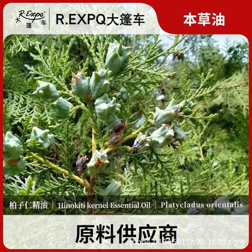 柏子仁精油原料批发芳疗护理调香单方精油Hinokiti ker 商品图0