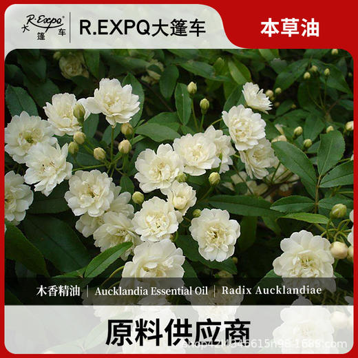 木香精油原料批发芳疗护理调香本草精油Blumea balsamifera 商品图0