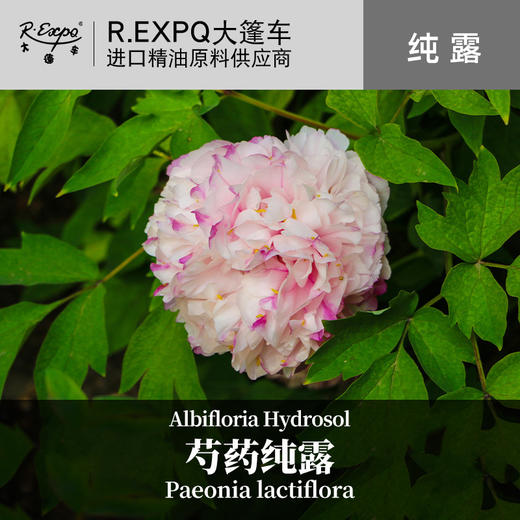 芍药纯露 原料批发面部SPA按摩纯露花液 花水纯露爽肤水 大篷车 商品图0