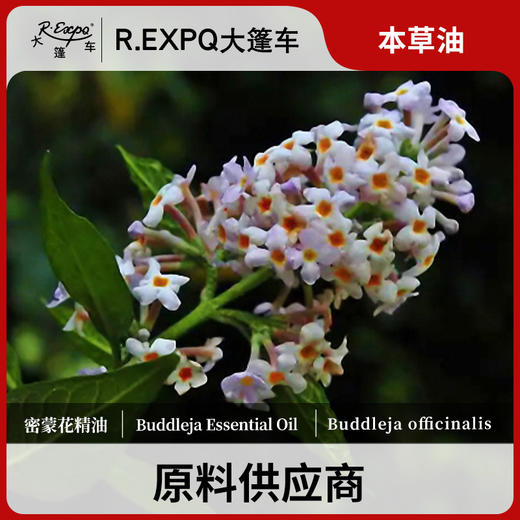 密蒙花精油单方精油原料批发芳疗护理调香香薰 大篷车精油 商品图0