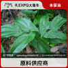 淫羊藿精油原料批发芳疗护理调香按摩本草精油Epimedium 商品缩略图0