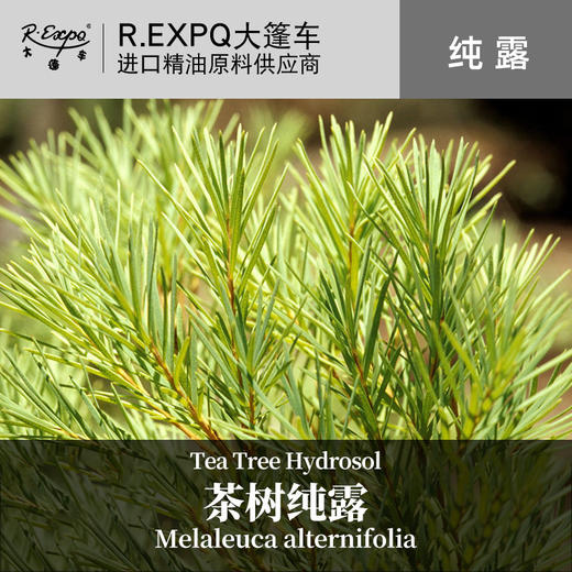 茶树纯露 印度原料批发 面部按摩花水纯露批发 美容院适用SPA纯露 商品图0