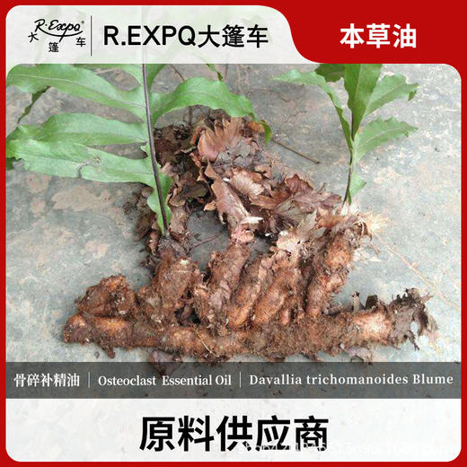骨碎补精油原料批发芳疗护理调香本草精油Osteoclast 商品图0