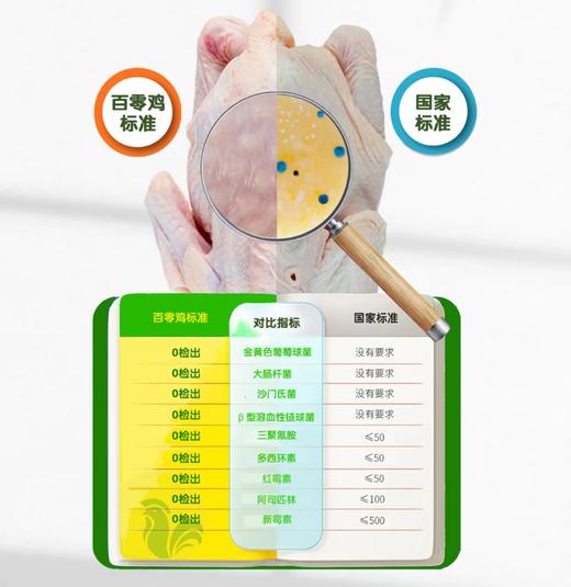 麻羽绿壳老母鸡无抗鸡 商品图2