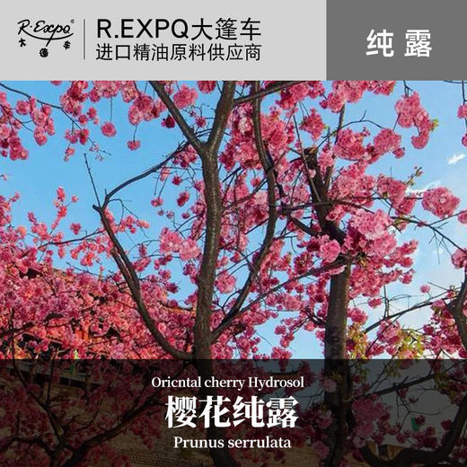 樱花纯露 原料批发 大篷车花水纯露 商品图0