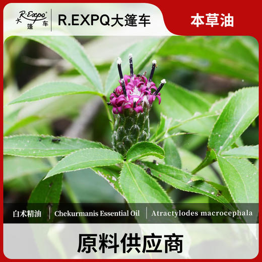 白术精油单方精油原料批发芳疗护理调香香薰 大篷车精油 商品图0