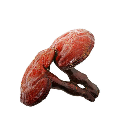 灵芝纯露 原料批发 面部按摩花水纯露批发 美容院适用SPA纯露 商品图2