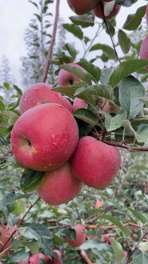 云南丑苹果9斤16-18个 商品图2