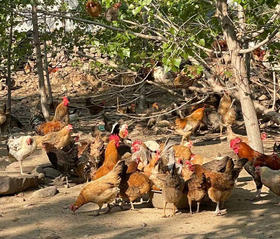 桃园无抗鸡 青年冻鸡