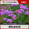 马鞭草精油原料批发芳疗护理调香推拿按摩本草精油Verbena 商品缩略图0