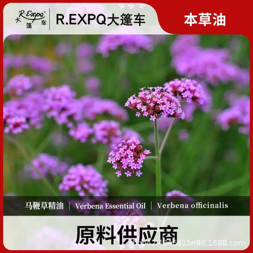 马鞭草精油原料批发芳疗护理调香推拿按摩本草精油Verbena 商品图0