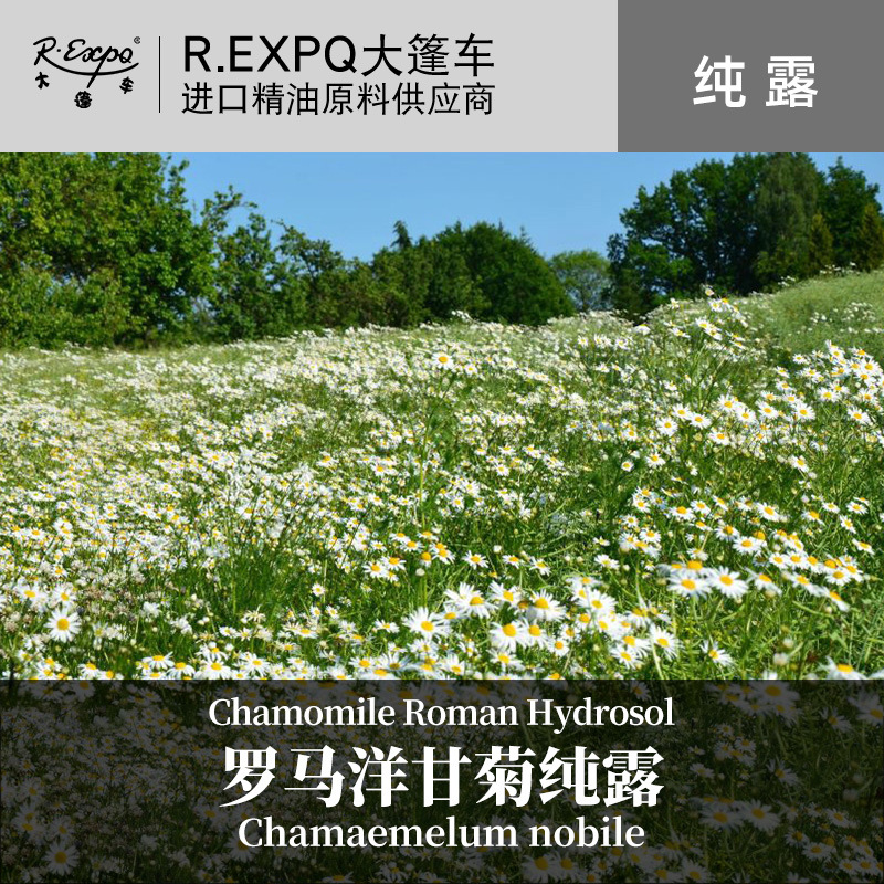 罗马洋甘菊纯露 印度原料批发 美容会所适用花水纯露 1kg起批