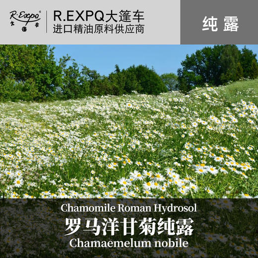 罗马洋甘菊纯露 印度原料批发 美容会所适用花水纯露 1kg起批 商品图0