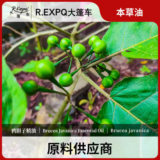 鸦胆子精油单方精油原料批发芳疗护理调香香薰 大篷车精油 商品图0