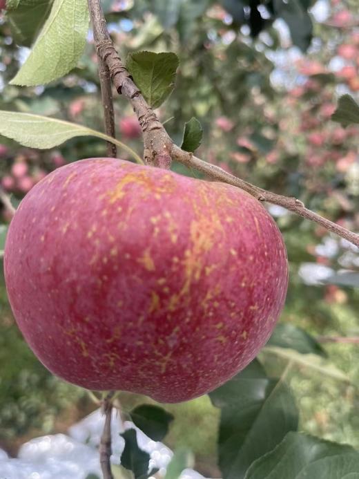 云南丑苹果9斤16-18个 商品图1