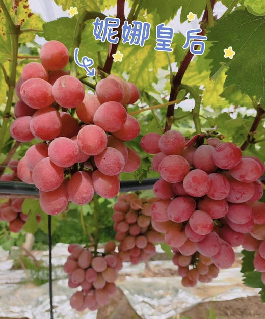 “果中女王”——妮娜皇后提子特有的花香、草莓香、牛奶香和酒香，是提子界的美味巅峰，规格：2斤，一箱两串 商品图0