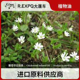蘩缕草浸泡油/鸡草Chickweed按摩植物基础油美容院按摩油