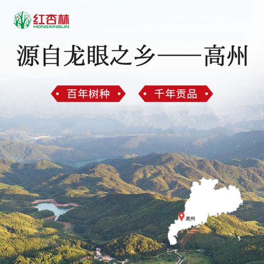 【红杏林】高州特级无核桂圆肉当季新货 无硫0添加 可泡水 可炖汤 10斤新鲜龙眼炼成1斤桂圆肉 商品图5