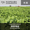 薄荷纯露 印度原料批发 美容院SPA馆适用按摩花水纯露 按摩纯露 商品缩略图0