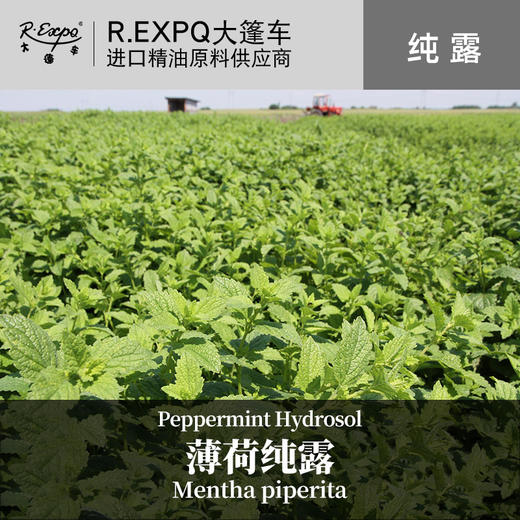 薄荷纯露 印度原料批发 美容院SPA馆适用按摩花水纯露 按摩纯露 商品图0