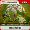 白芷精油单方精油原料批发芳疗护理调香香薰 大篷车精油 商品缩略图0