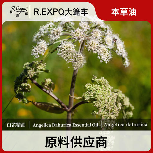 白芷精油单方精油原料批发芳疗护理调香香薰 大篷车精油 商品图0