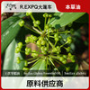 土茯苓精油单方精油原料批发芳疗护理调香香薰 大篷车精油 商品缩略图0