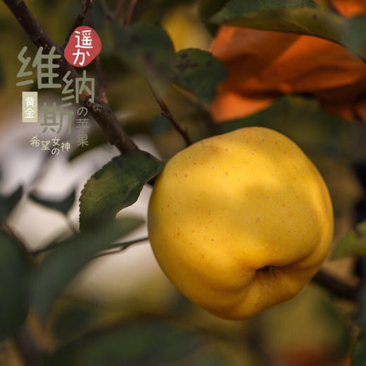 维纳斯女神金苹果 七年老树原苗种植 纯甜口感 果香浓郁 商品图2