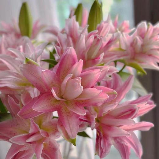 红蜜糖3重瓣百合花5支 商品图2